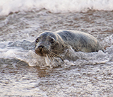 Seal Release - 6th August  2025