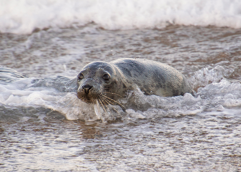 Seal Release - 6th August 2025