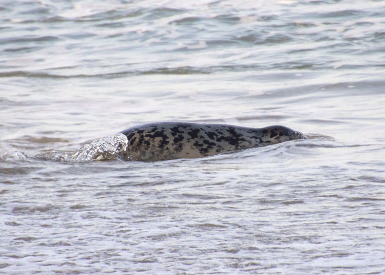 Seal Release - 6th August 2025