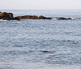 Seal Release - 6th August  2025