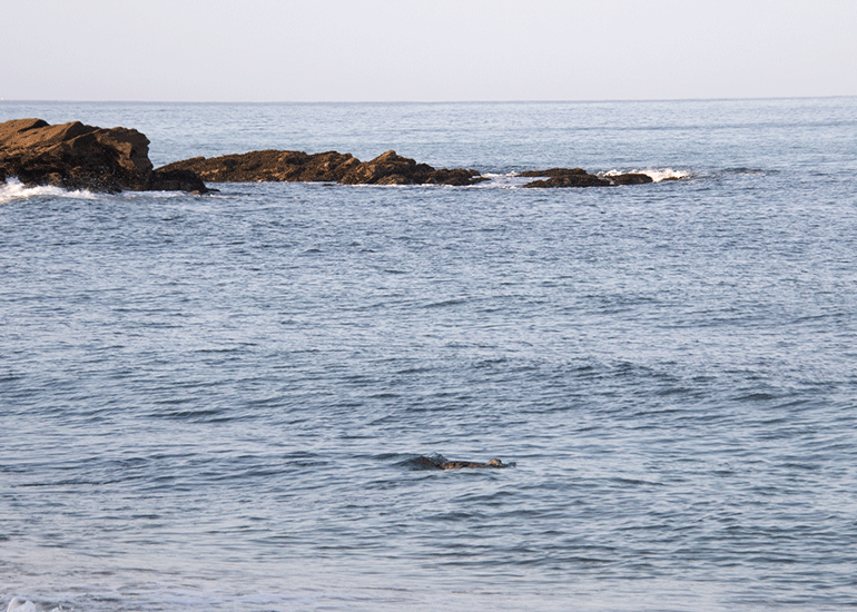 Seal Release - 6th August 2025