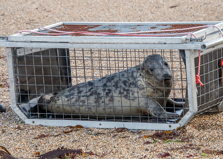 Seal Release - 6th August 2025