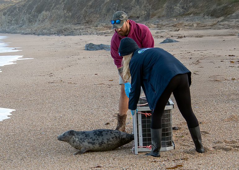 Seal Release - 6th August 2025