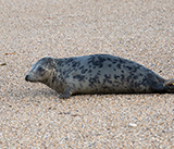 Seal Release - 6th August  2025