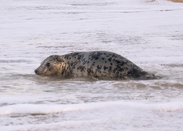 Seal Release - 6th August 2025