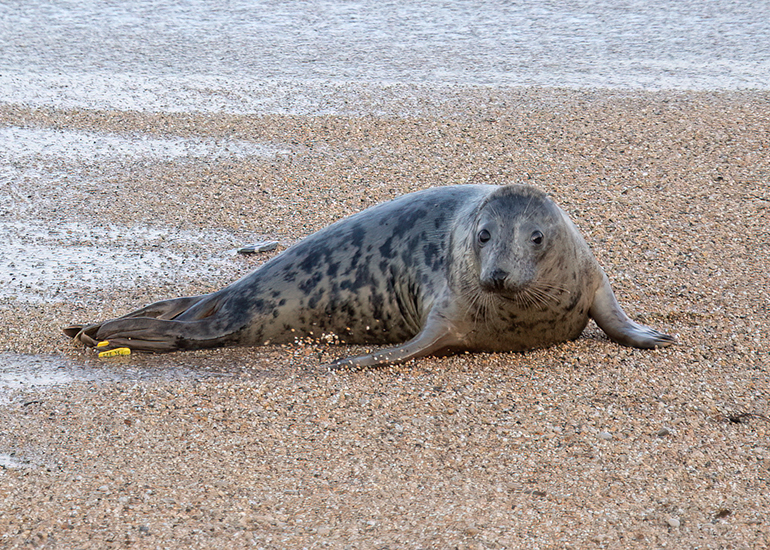Seal Release - 6th August 2025