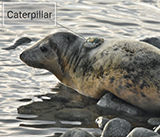 Seal Release - 7th February 2024 - Photo Credit - George Tyrone Deacon