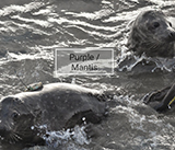 Seal Release - 7th February 2024 - Photo Credit - George Tyrone Deacon