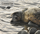 Seal Release - 7th February 2024 - Photo Credit - George Tyrone Deacon