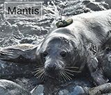Seal Release - 7th February 2024 - Photo Credit - George Tyrone Deacon