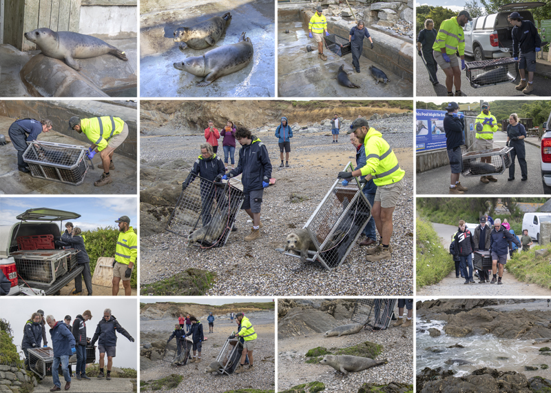Seal Release - 10th June 2026