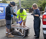 Seal Release - 10th June  2026