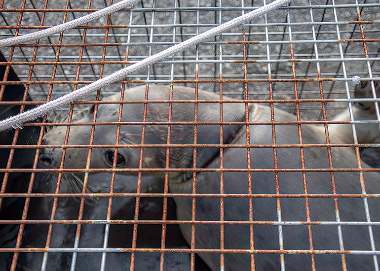 Seal Release - 10th June 2026