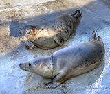 Seal Release - 10th June  2026