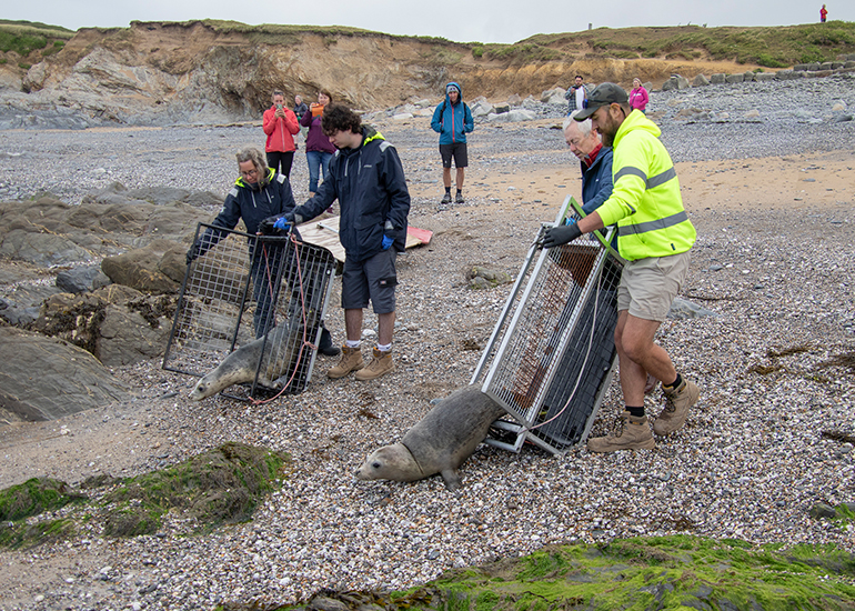 Seal Release - 10th June 2026