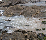 Seal Release - 10th June  2026