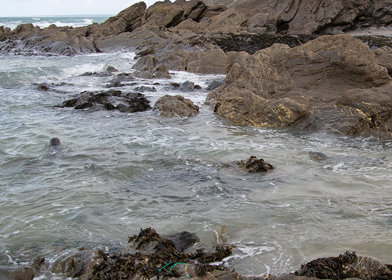 Seal Release - 10th June 2026