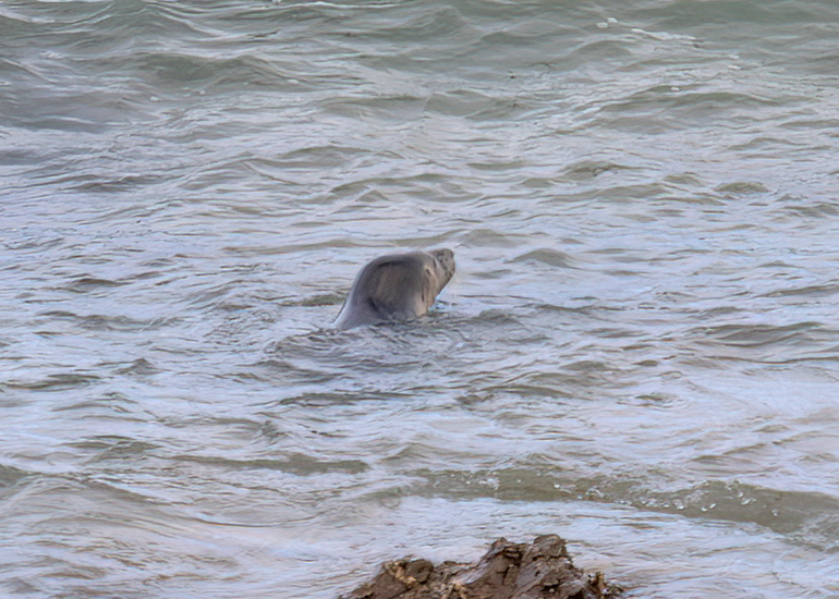 Seal Release - 10th June 2026
