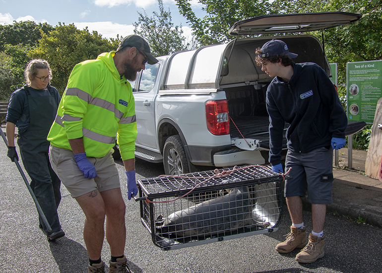 Seal Release - 10th June 2026