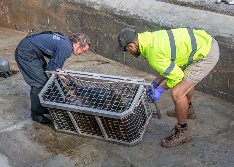 Seal Release - 10th June 2026