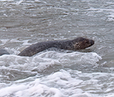 Seal Release - 11th February 2025
