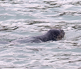 Seal Release - 11th February 2025
