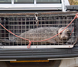 Seal Release - 11th February 2025