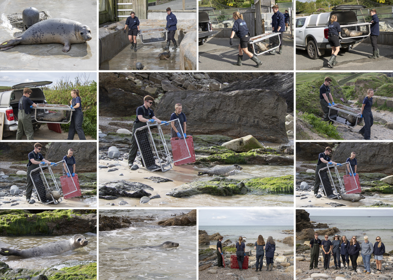 Seal Release - 11th May 2026