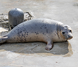 Seal Release - 11th May  2026