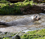 Seal Release - 11th May 2026