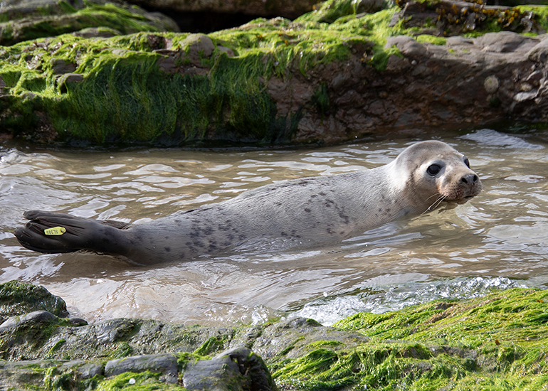 Seal Release - 11th May 2026