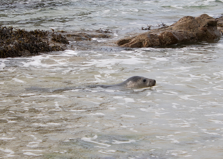Seal Release - 11th May 2026