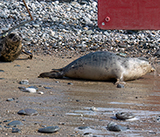 Seal Release - 12th March 2025
