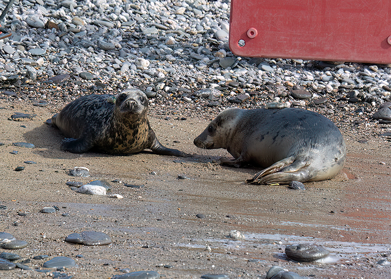 Seal Release - 12th March 2025