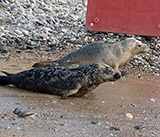 Seal Release - 12th March 2025