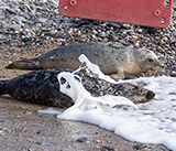 Seal Release - 12th March 2025