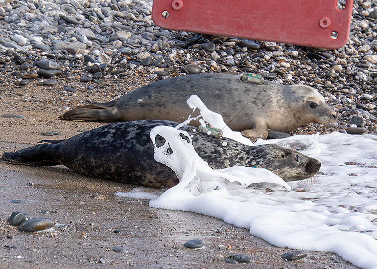 Seal Release - 12th March 2025