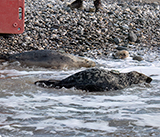 Seal Release - 12th March 2025