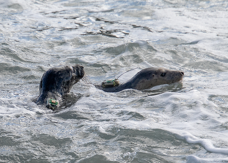 Seal Release - 12th March 2025
