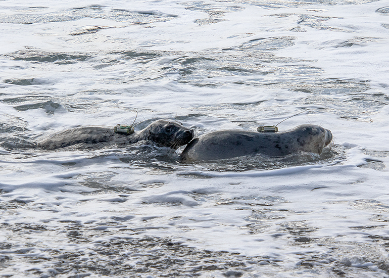 Seal Release - 12th March 2025