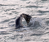 Seal Release - 12th March 2025