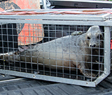 Seal Release - 12th March 2025