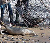 Seal Release - 12th March 2025