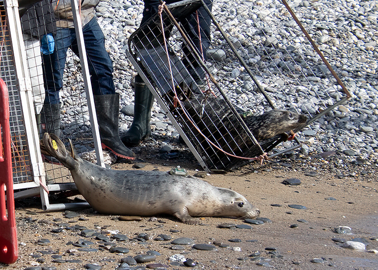 Seal Release - 12th March 2025