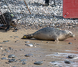 Seal Release - 12th March 2025
