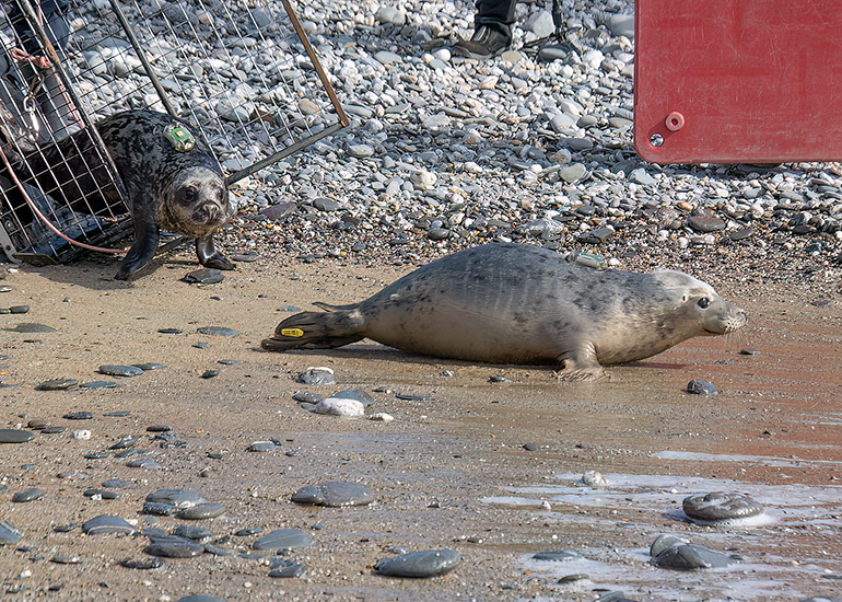 Seal Release - 12th March 2025