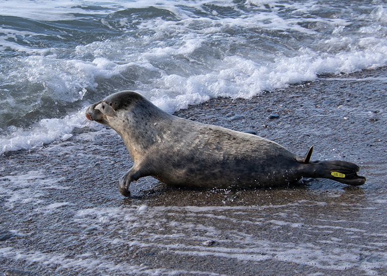 Seal Release - 13th March 2025
