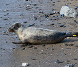 Seal Release - 13th March 2025