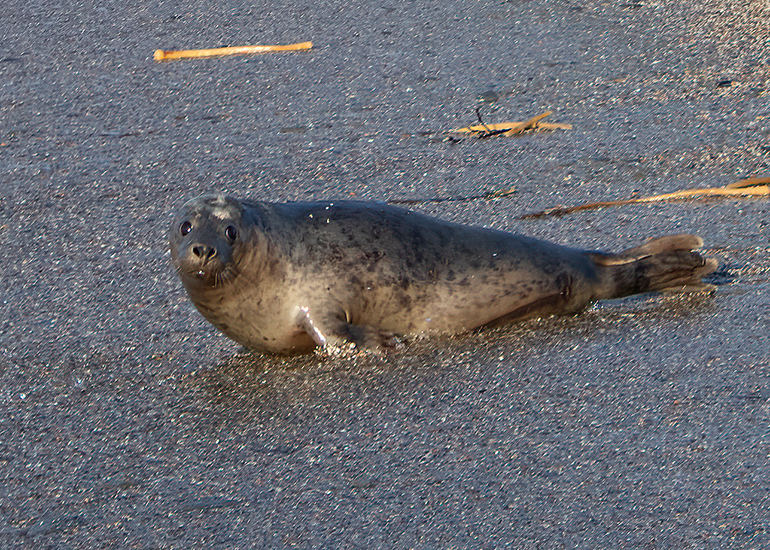 Seal Release - 14th February 2026