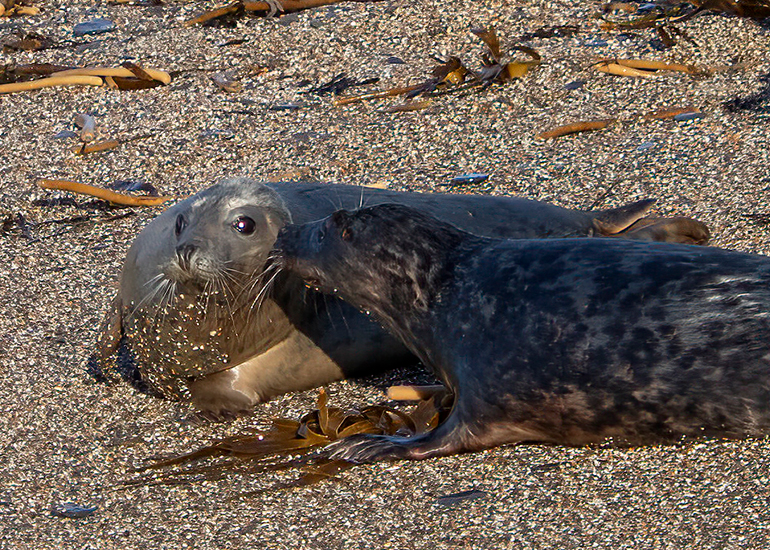 Seal Release - 14th February 2026
